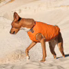 Жилет для тварин Pet Fashion "E.Vest" М помаранчевий (4823082424313) - Image 4