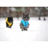 Курточка для животных Collar AiryVest "Colors of freedom" XS 25 (4440-4020) - Image 7