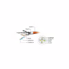 Патч-корд 2м S/FTP Cat 6A CU LSZH yellow Cablexpert (PP6A-LSZHCU-Y-2M) - Image 3