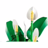 Конструктор LEGO Botanicals Спатифілум (11504) - Image 3