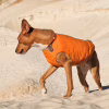 Жилет для тварин Pet Fashion "E.Vest" М помаранчевий (4823082424313) - Image 4