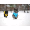 Курточка для животных Collar AiryVest "Colors of freedom" XS 25 (4440-4020) - Image 7