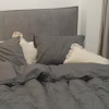 Постельное белье Viluta 78 WACH Вареный хлопок двуспальный (78_Wash_dv) - Image 3
