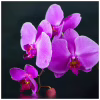 Обігрівач Trio Фіолетовий настрій (RL075580) - Image 9