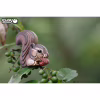 Пазл Eugy 3D Зоопарк Бурундук (XEG-041) - Image 7
