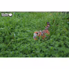 Пазл Eugy 3D Зоопарк Тигр (XEG-012) - Image 7